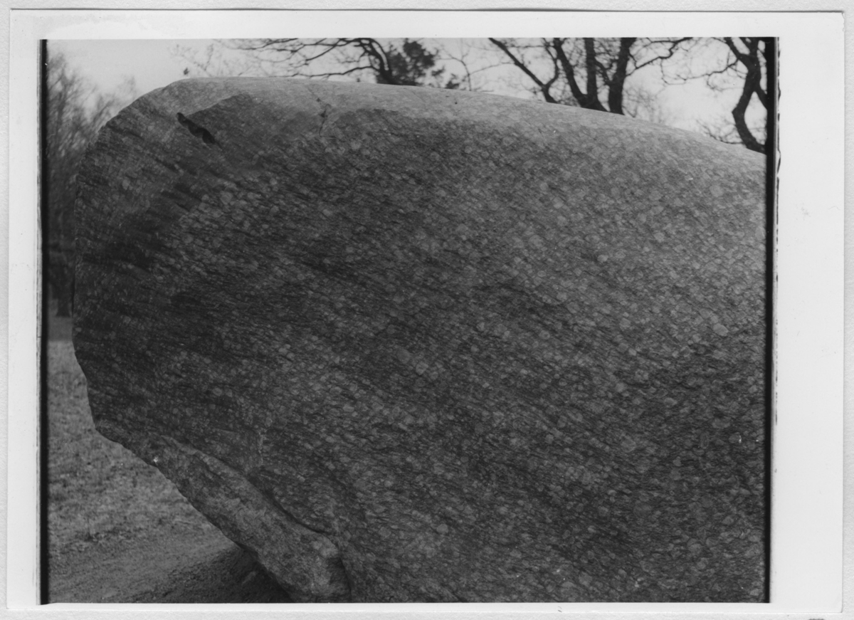 'Flyttblocket från Dösebacka, utanför Naturhistoriska museet. Storleken på flyttblocket: Längd 7 m, bredd 5 m och höjd 2 m. Vikt ca 30 ton. Vindslipat flyttblock med ögongnejs, spår av glacialräffling och spår av vindslipning. ::  :: Ingår i serie med fotonr. 6927:1-13.'