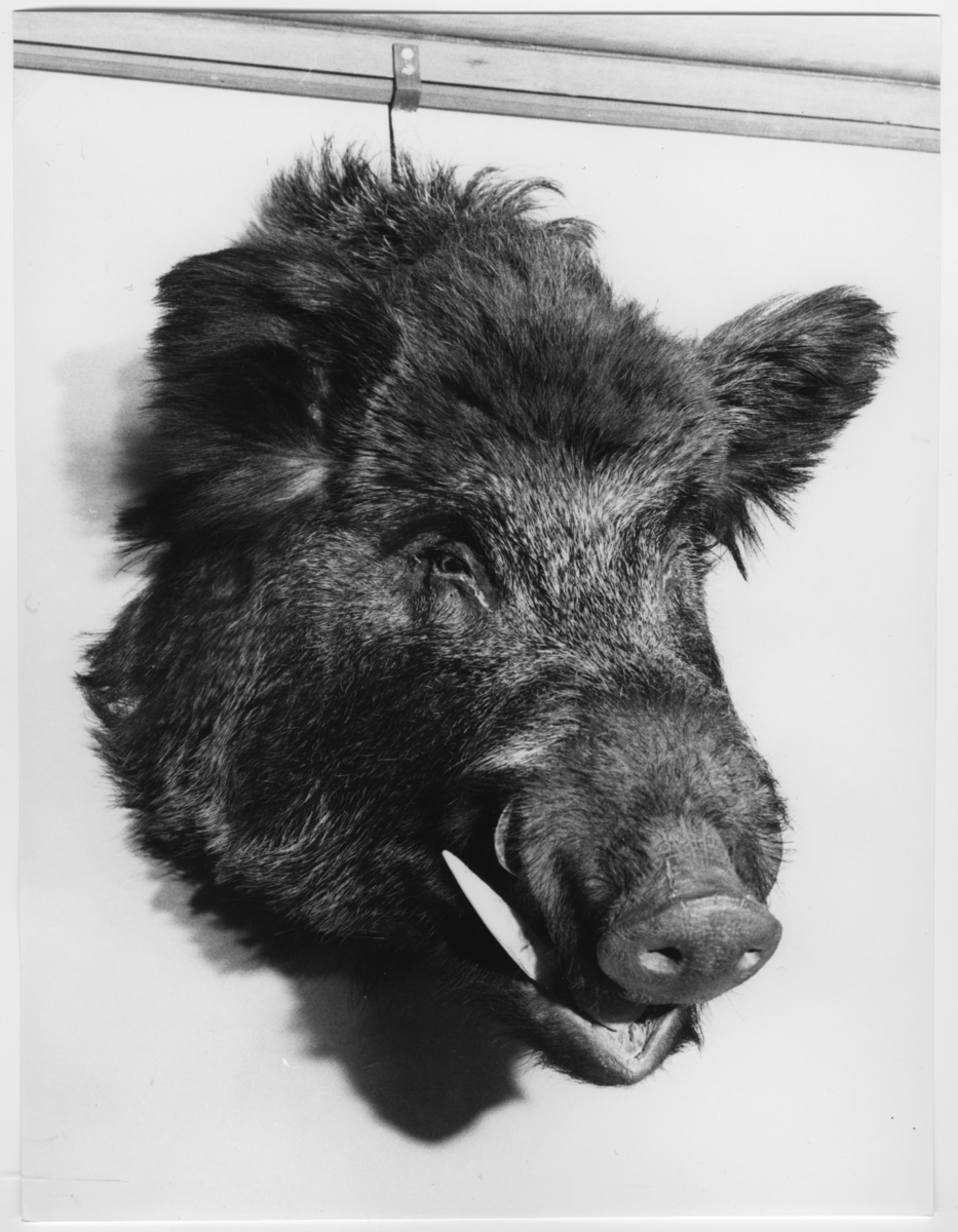 'Bilder från Göteborgs Naturhistoriska museum tagna som övningsuppgift av fotografer på Göteborgs Stads yrkesskolor: ::  :: Monterat huvud av vildsvin, däggdjurssalen monter nr. 6 (år 2007). ::  :: Ingår i serie med fotonr. 6953:1-53.'