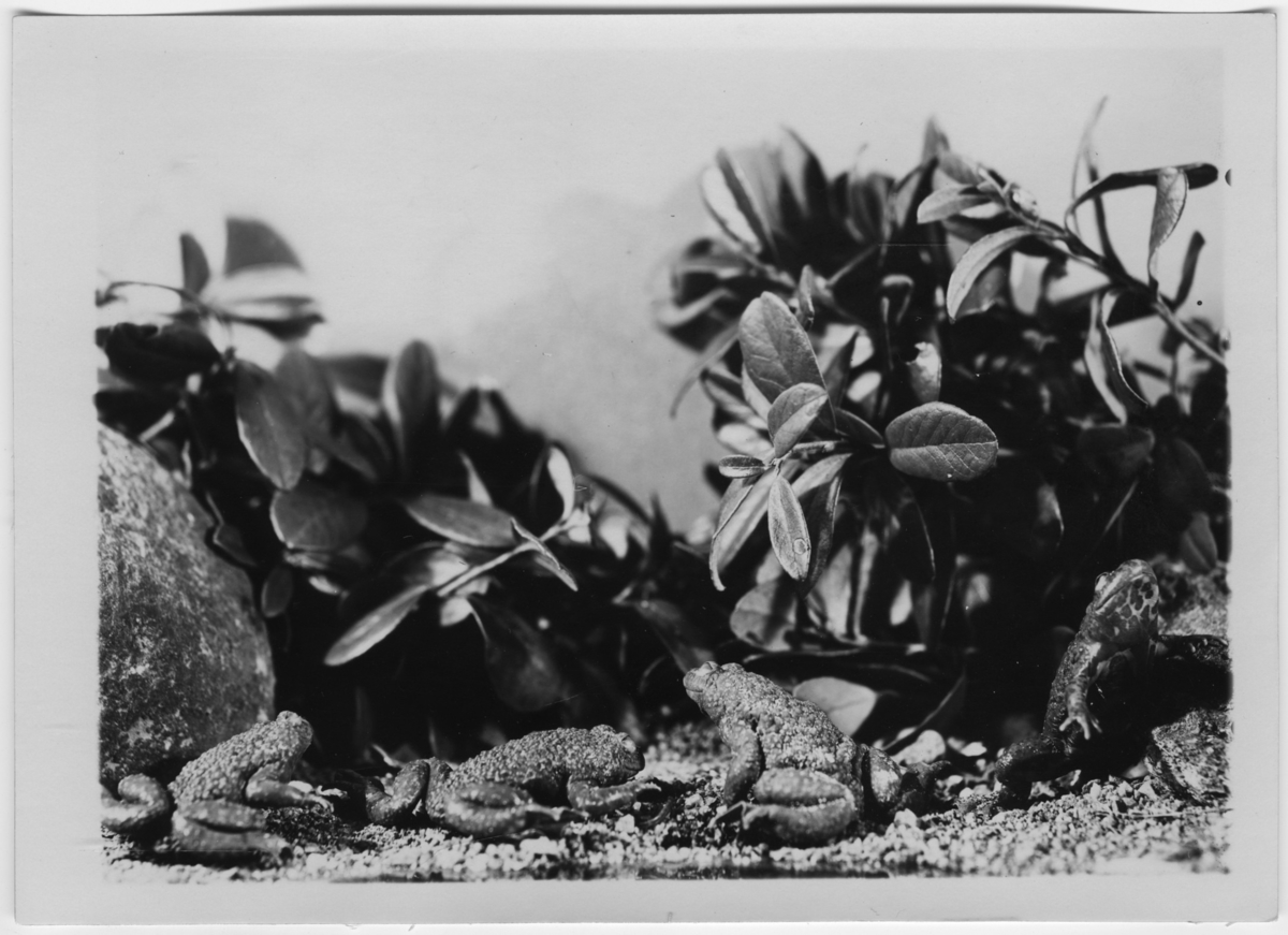 '4 klockgrodor. ::  :: Ingår i serie med fotonr. 7015:1-91 med bilder av reptiler från Otto Cyréns samling.'