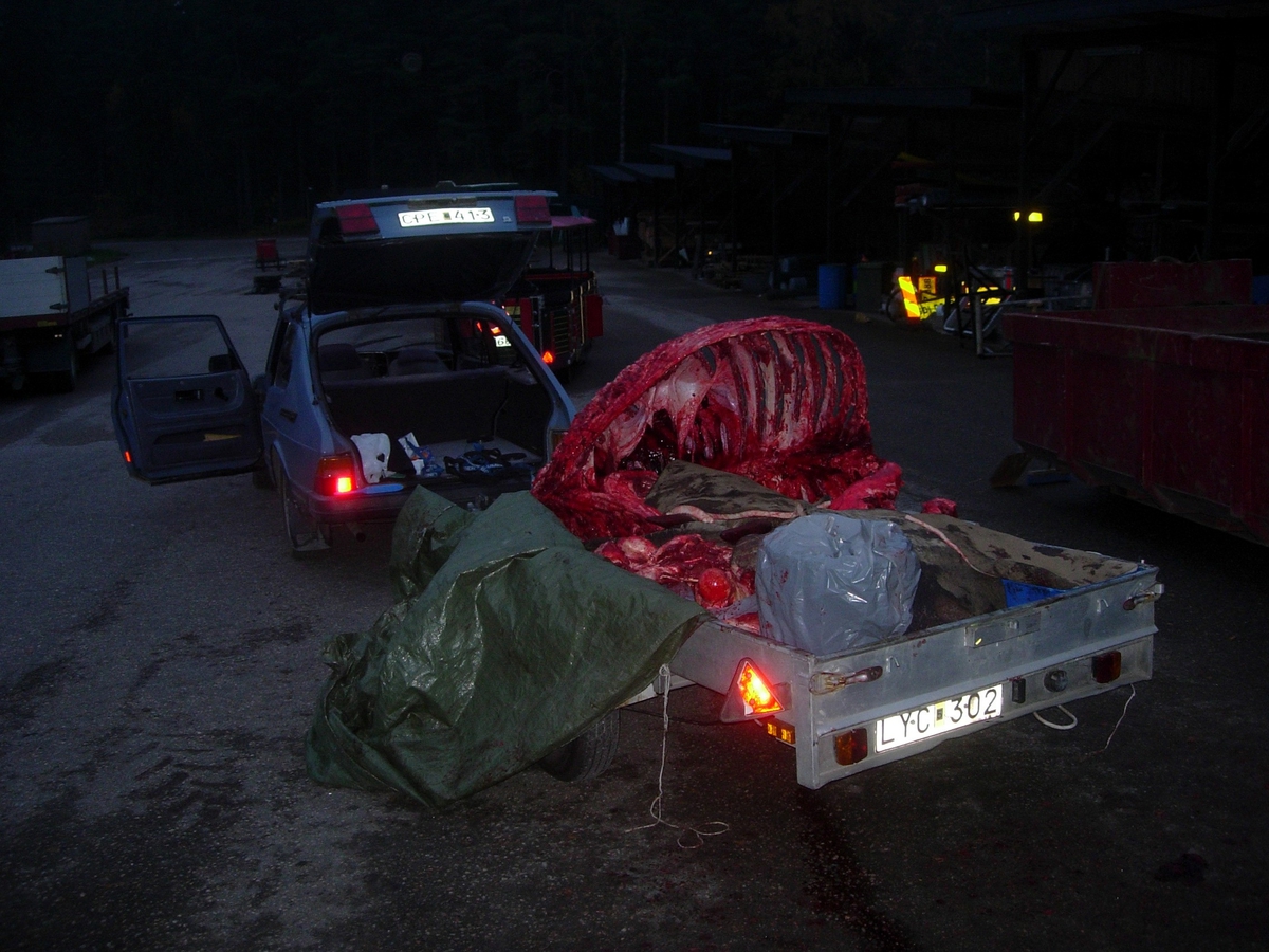 'Vit noshörning, grovskeletterat skelett liggande på bilsläp utanför museet. Död i Borås djurrark. ::  :: Ingår i serie med fotonr. 7128:1-8.'