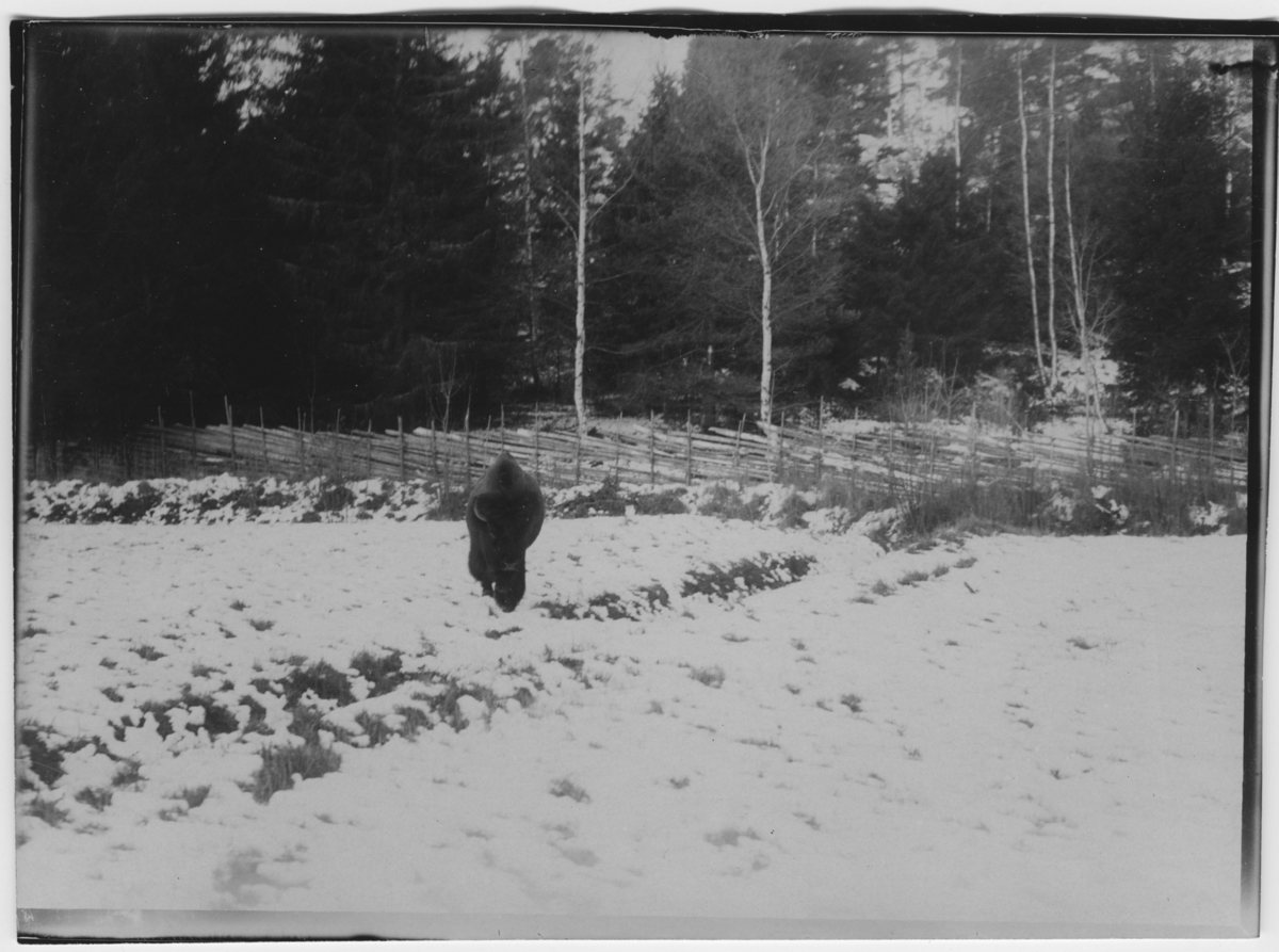 'Amerikansk bison, hane, på äng, sedd framifrån. Trästaket. Granskog. Snöklädd mark. ::  :: Ingår i serie med fotonr. 780-785.'