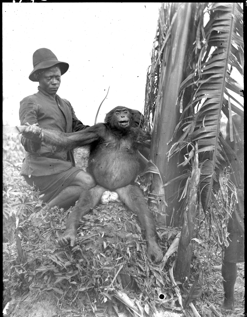 '1 hattklädd man håller i en apa, intill palm. Ytterligare 1 person synlig bakom palmen. Apan död? ::  :: Ingår i serie med fotonr. 872-877.'