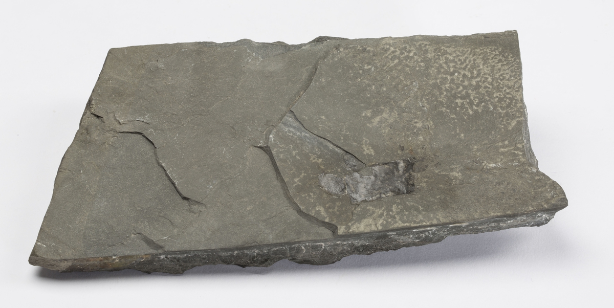 Fossil
SJØSKORPION, SILUR