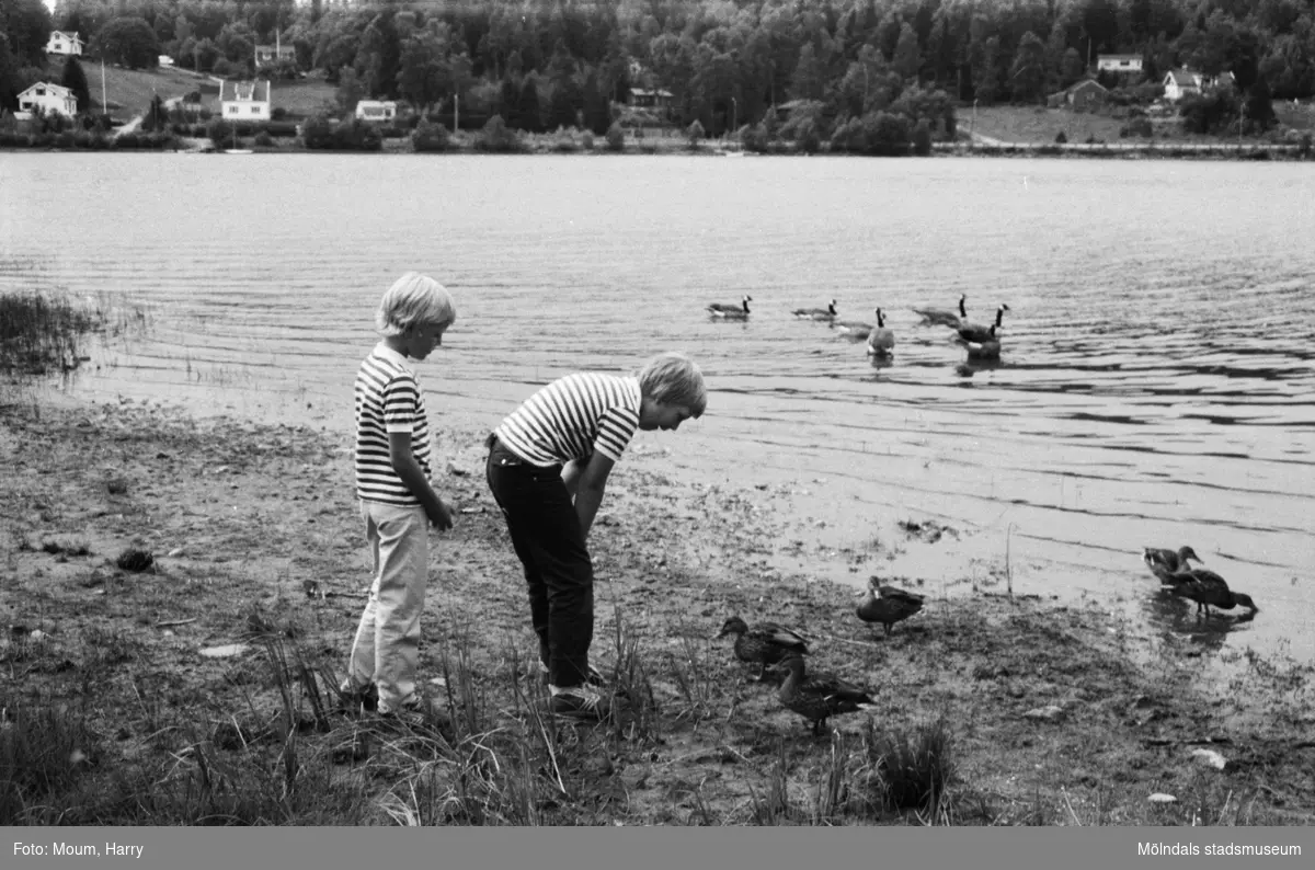 Fåglar vid Talluddens badplats, Västra Ingsjön i Lindome, år 1983. "Det finns gott om fåglar vid Talludden som bröderna Magnus och Henrik Johansson beskådar."

För mer information om bilden se under tilläggsinformation.