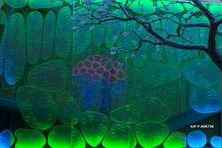 Glassflate som illustrerer bladets anatomi i utstillingen «D