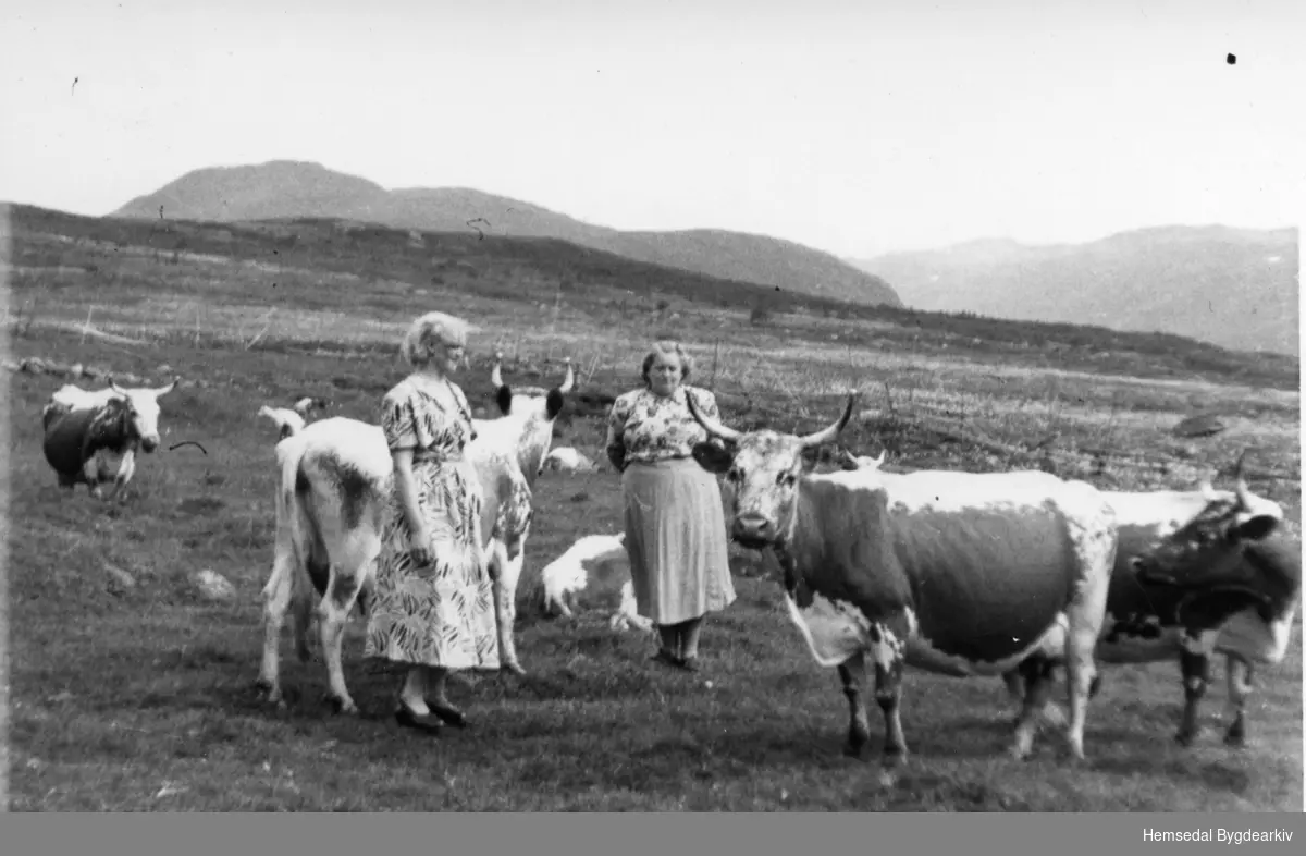 Med bjøllekyra på Bjørnebergstølen, 88/1 i Hemsedal.
Frå venstre: Margit, gift Tomassen og Gunvor (Bjørnebergstølen) Tuv