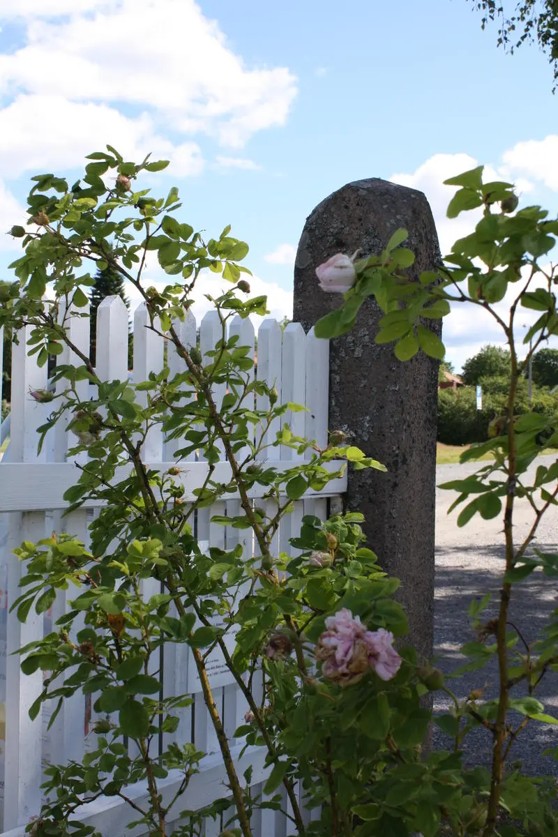 Minette, "prestegårdsrosen" som stammer fra Rolighed.