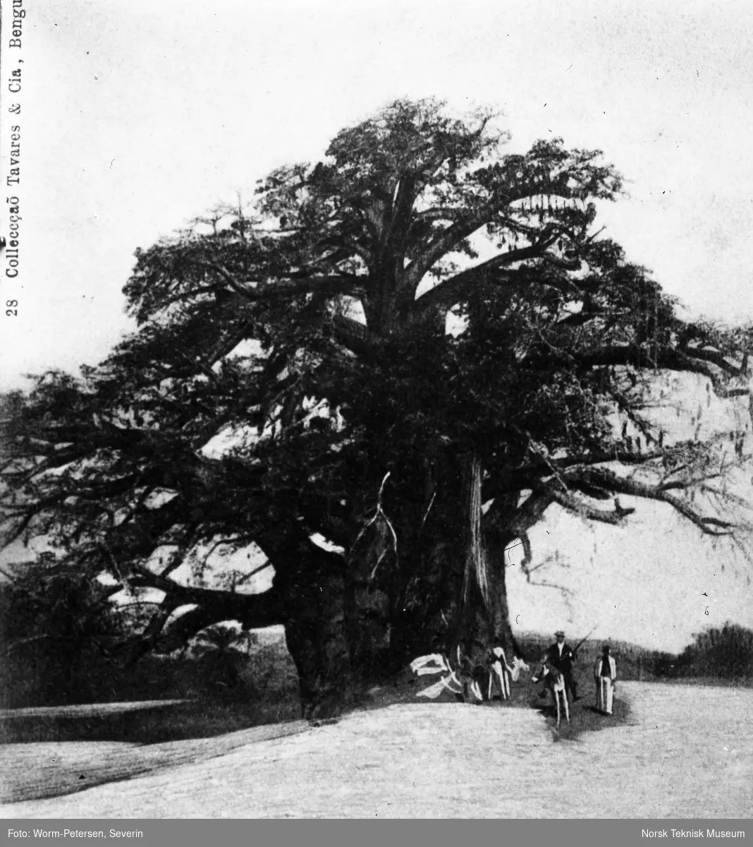 Et stort tre i Benguella