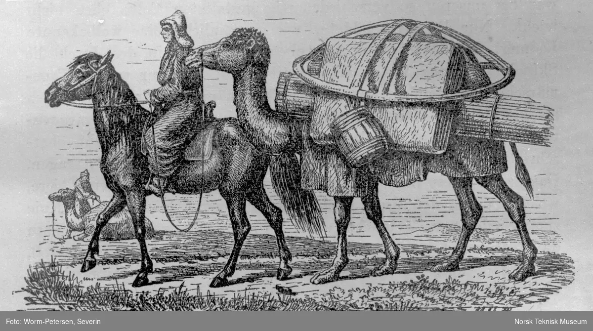 Tegning. Kamel og hest (Sibir?)