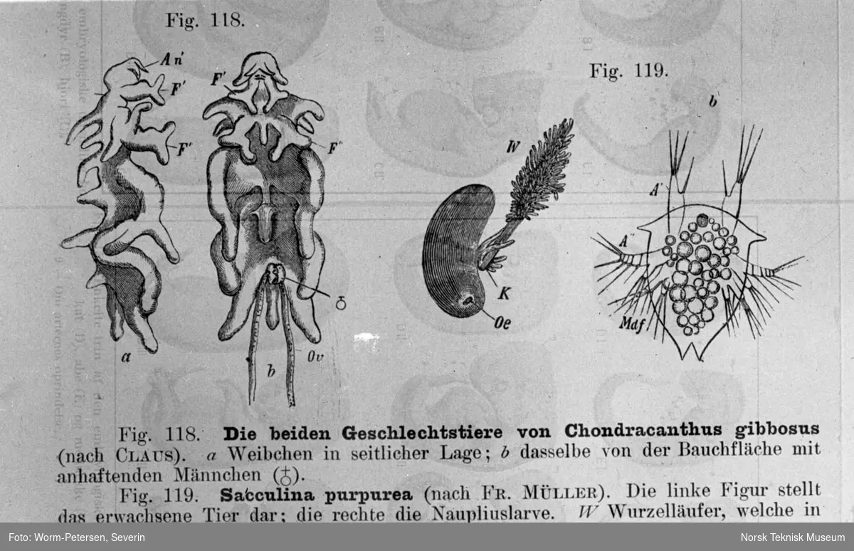 Smådyr (larve/insekt/lus/skadedyr?), figur (Chondracanthus gibbosus)
