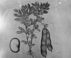 Amtsgartner Larsen. December 17.