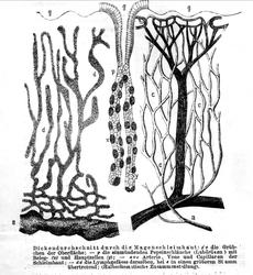 Plantens ernæring o.a. botan.