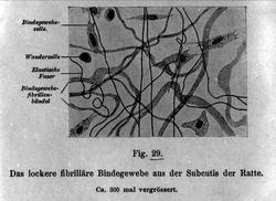 Den tynne fibrillære bindevev av et snitt gjennom cartilago 