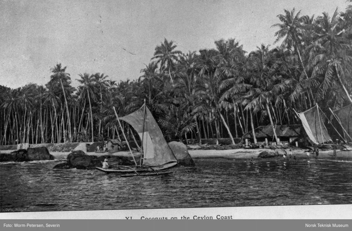 Kokosnøtter på kysten av Ceylon