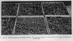 Landbrukshøgskolen, Prof. Christie