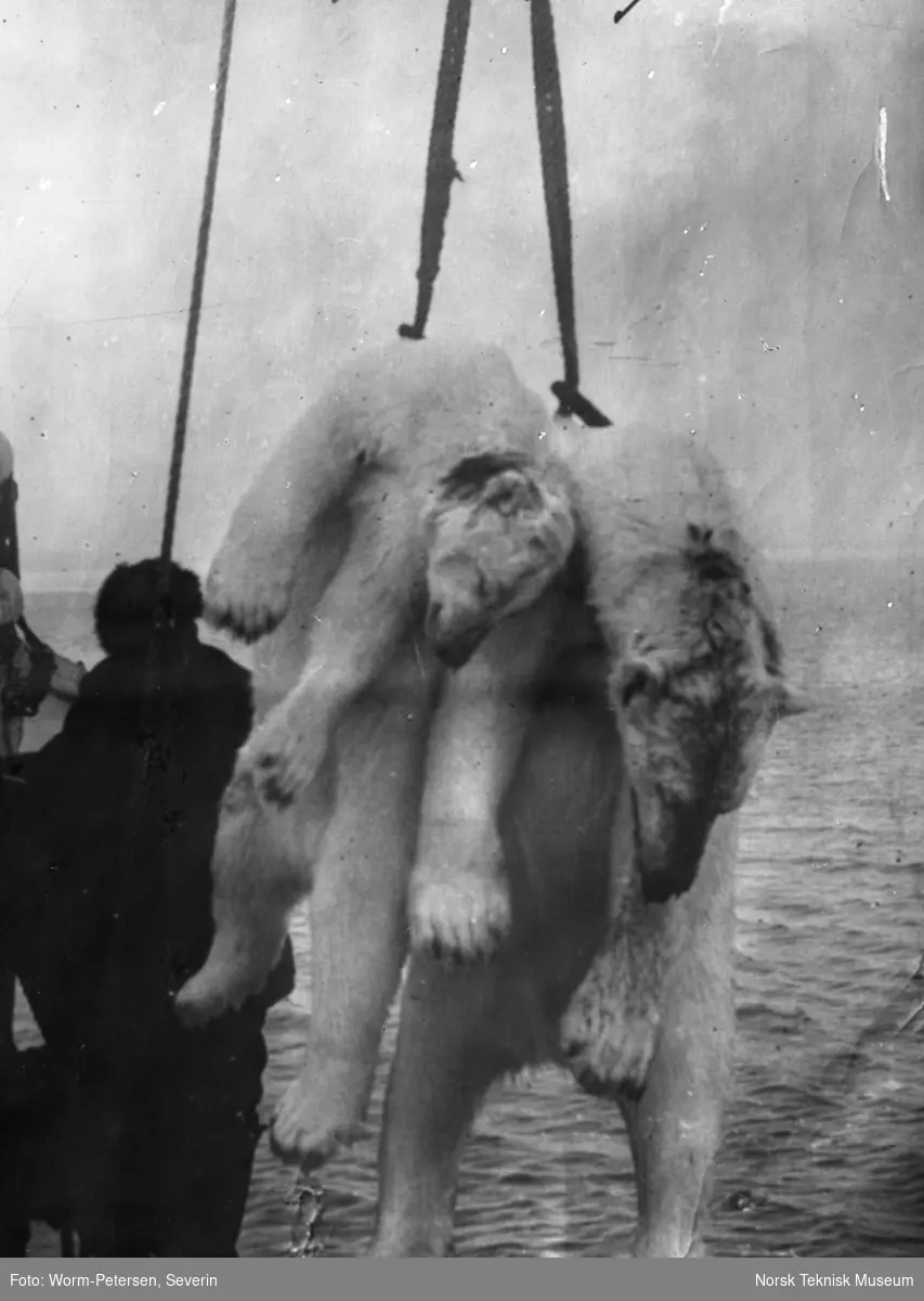 Skutt isbjørn