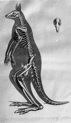 Anatomisk figur, skjelett av kenguru