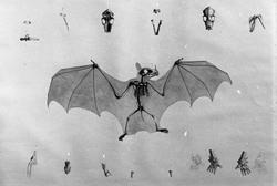 Anatomisk figur, skjelett av flaggermus