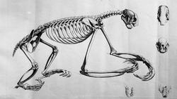 Anatomisk figur, skjelett av ukjent dyr