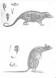 Anatomisk figur, skjelett av kenguru samt et ukjent dyr