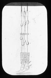 Anatomi; Øyet. Netthinnen, bygningen.