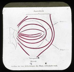 Anatomi; Øyet. Øyelokket, ringmuskel.