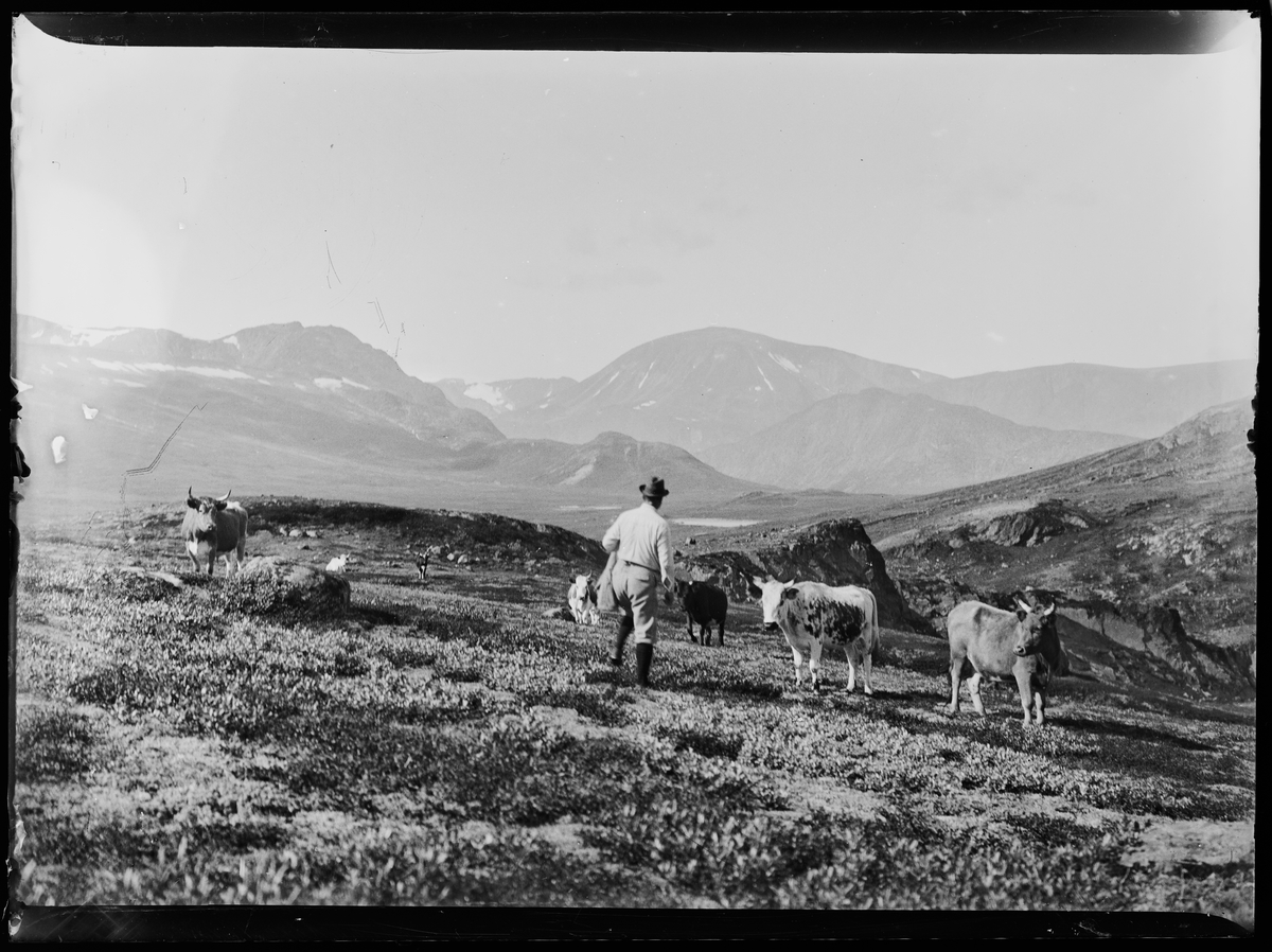 En mann går mot en flokk kyr på fjellbeite. Antagelig rundt Sjølisæter og Atnsjøen.