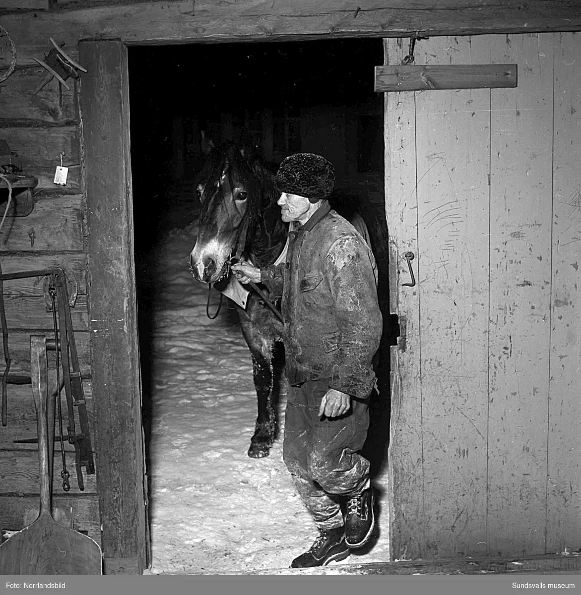 Reportagebilder från byn Harv. En kvinna mjölkar, en man tar in hästen i stallet och två män och en pojke studerar en karta.