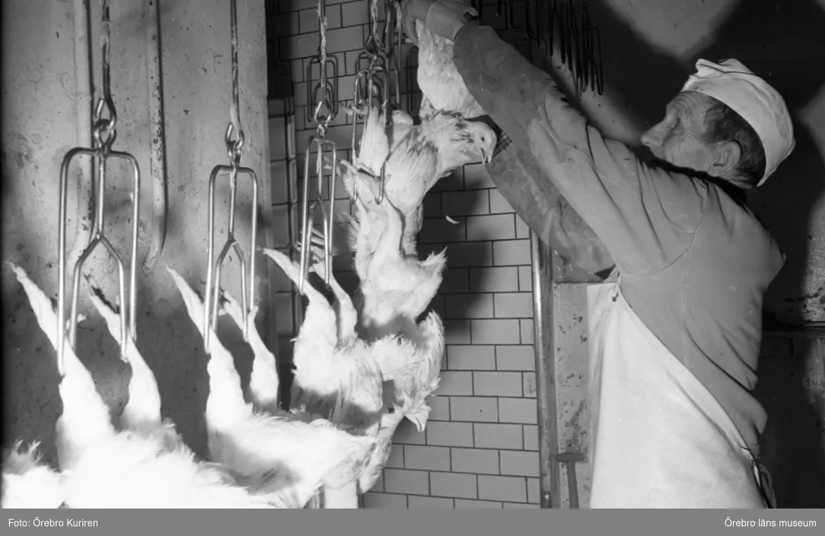 Jordbruksnummer, 12 mars 1969.

Mejeriföreningens fjäderfäslakteri. Georg Kempe vid bedövningsmaskinen av hönsen/kycklingarna före slakt.
I länet fanns en överproduktion av broilers, vid denna tid.