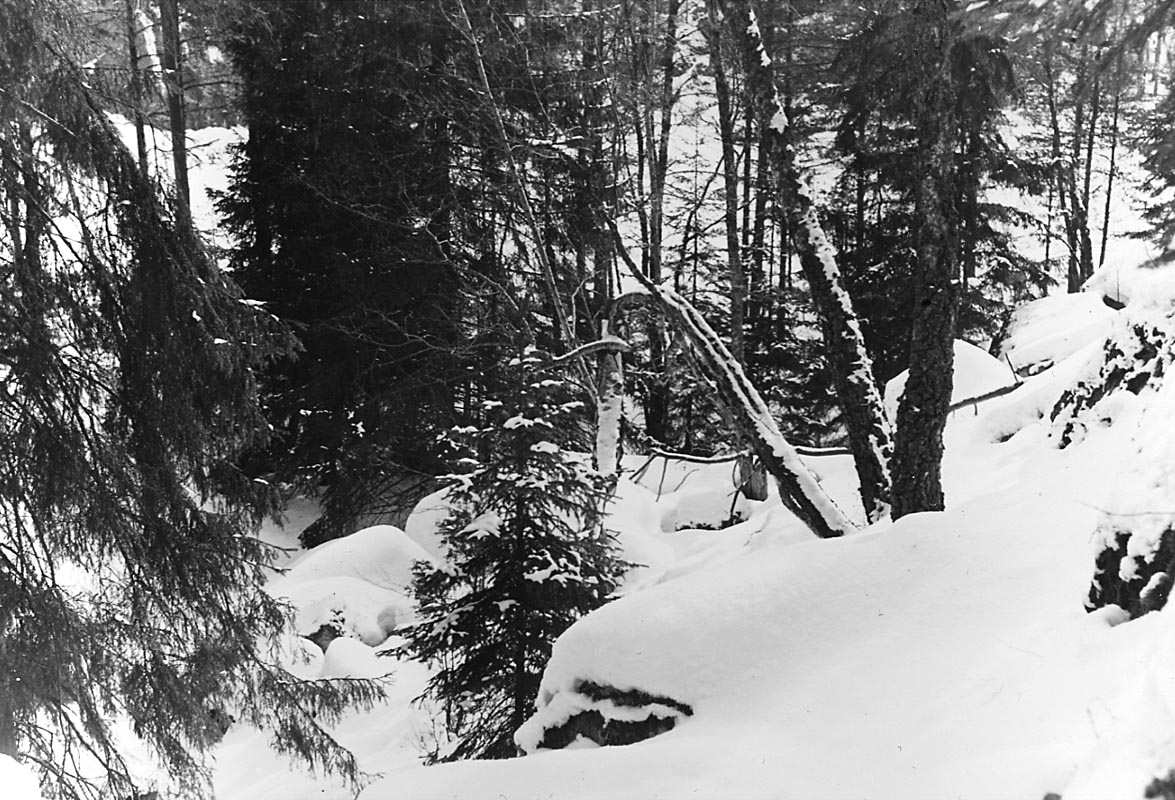 Skogsparti. Vitsandsberget.
Vinterbild.
9 mars 1945.