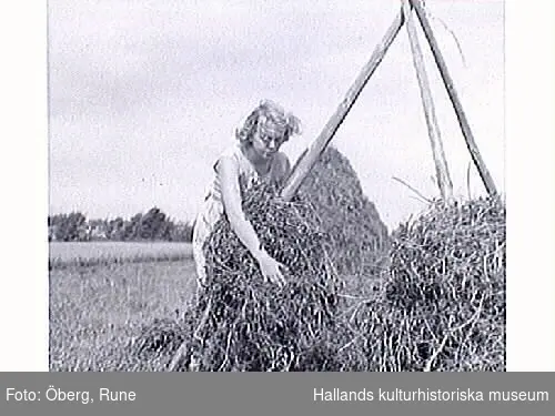 Höhässjning. Ingela hässjar hö. En lantbrukskonsulent från Halmstad hade lärt ut hur man gjorde mer effektiva pyramidhässjor istället för långhässjor.