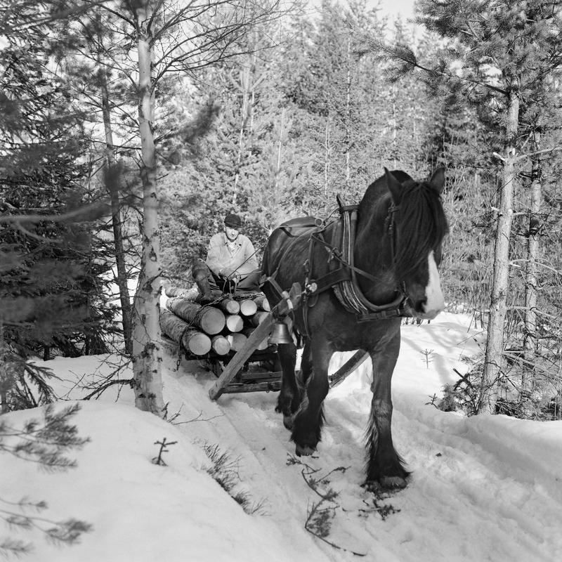 Jørgen Larsen fra Hernes kjører fram tømmer med hest og rustning Stavåsen i 1971. (Foto/Photo)