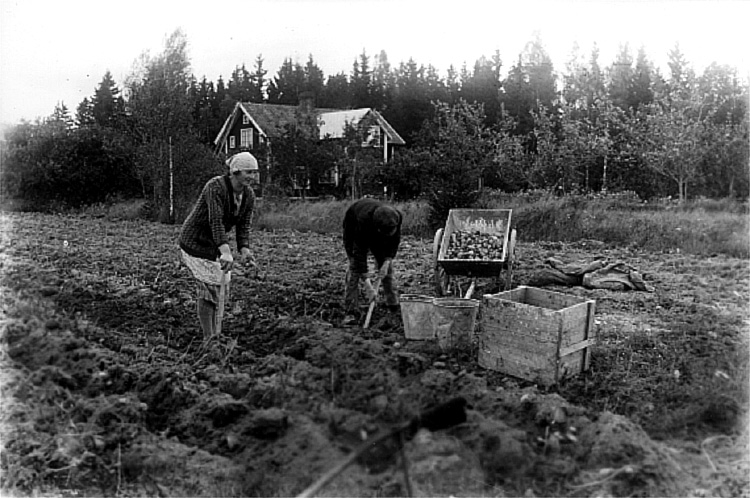 Potatisplockning vid Hagalund, en flicka och en pojke.
Bostadshus i bakgrunden.
Linnéa och Sven Erik Olsson, Erik Theon Olssons barn.
Bilden tagen i mitten av 1930-talet.