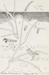 Fra Vedersø Klit [Tegning]