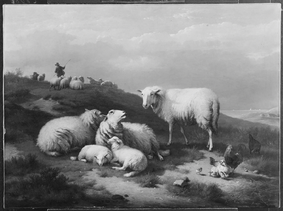 Dynlandskap med vilande får