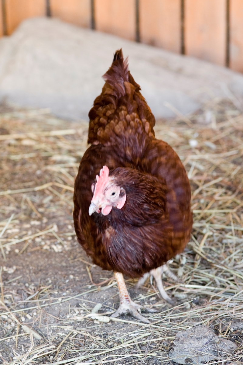 Høne av rasen Rhode Island i hønsehus