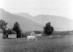 Kyr på beitemark, trolig i Nesset kommune.
Fra Nordmøre Muse