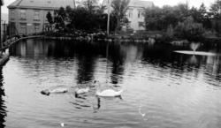 Svanedammen på Kirkelandet i Kristiansund. Vanndamman er en 