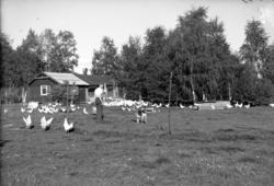 Foto fra en beitemark hvor vi ser mange høner som vandrer ru