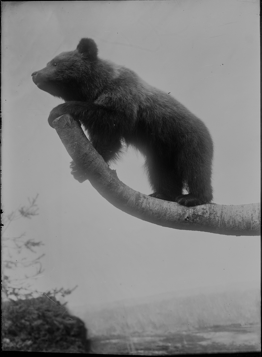 Diorama från Biologiska museets utställning om nordiskt djurliv i havs-, bergs- och skogsmiljö. Fotografi från omkring år 1900.
Biologiska museets utställning
Björn
Brunbjörn
Ursus Arctos (Linnaeus)