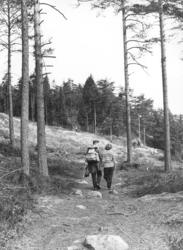 Inn i Grefsenmarka på fine stier. Oslo. Mai 1957.