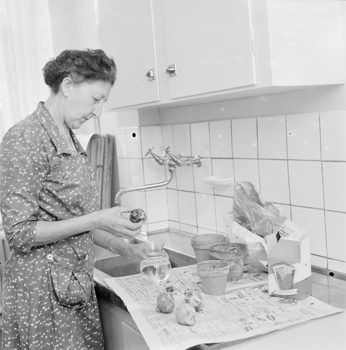 Sigrid Wallén planterar blomlök, Uppsala, 1959