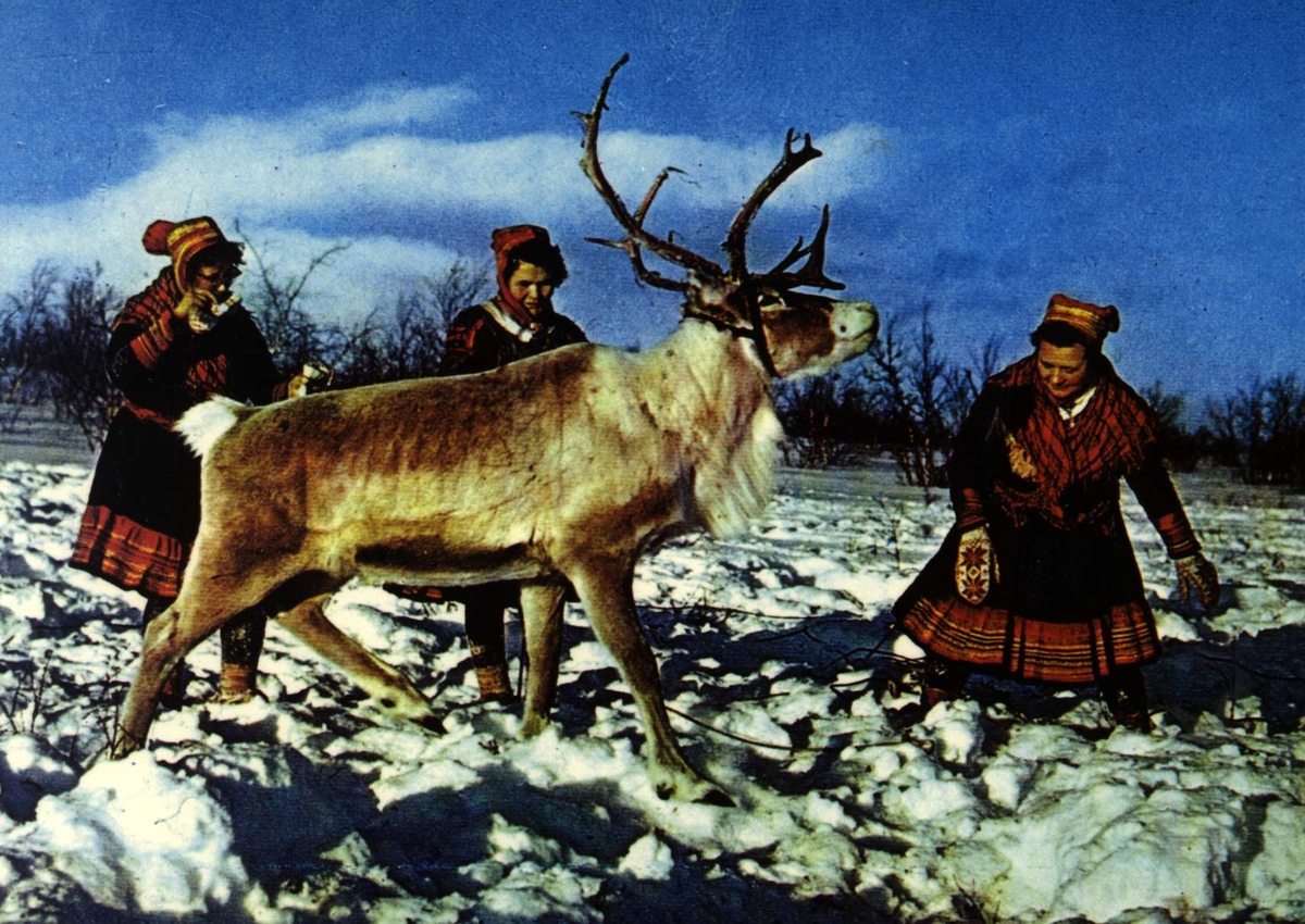 Postkort. Norsk Folkemuseum. Samekvinner fanger reinsdyr.