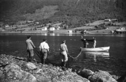 "Tur til Ålesund i pinsa 1960" .Tomrefjorden. Frå Frostad mo