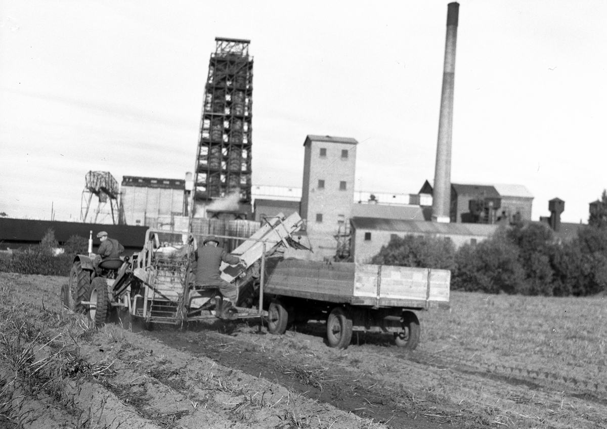 Potatisplockning i Mackmyra, Valbo m.fl. orter. Från folkskolorna. Den 28 september 1949 - augusti 1950