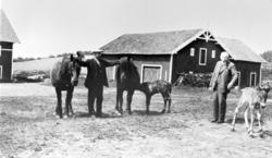 Hafsahl gard, Vang H. Hester,føll, 2 ukjente menn.