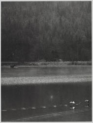 Elg ved Strandefjorden, Ål