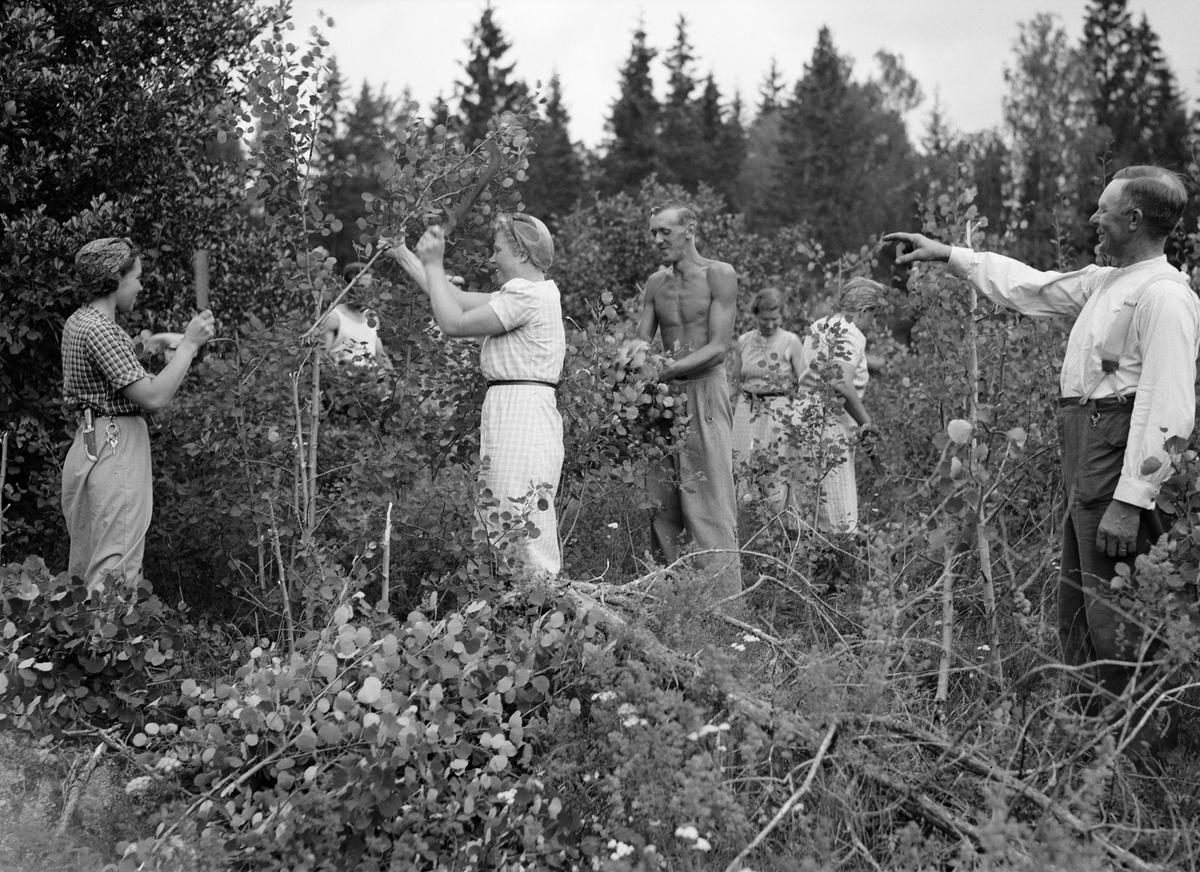 "Asparna skattas på löv" när ungdomar arbetar med lövtäkt på Länna gård, Almunge. Samhällsinsats arrangerad av Länsarbetsnämnden i Uppsala län. Arrendator Werner Johansson leder arbetet