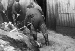 Foto fra Grytviken i Sør-Georgia, og fra en norsk hvalstasjo