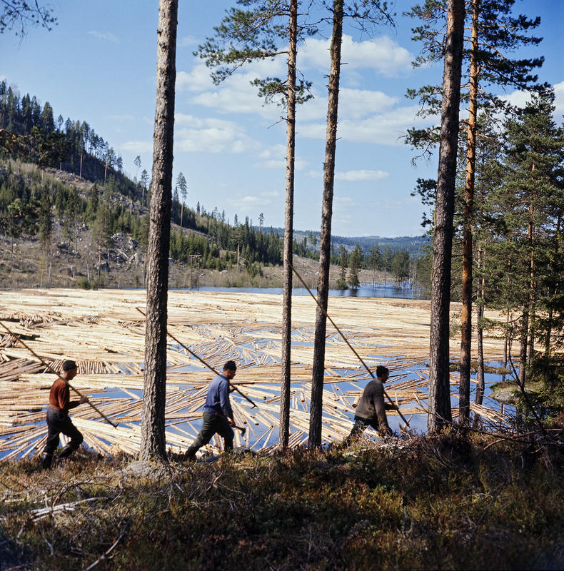 Tømmerfløting i Romedal Almenning. Tømmerfløtere går langs elva og følger tømmeret på sjøen